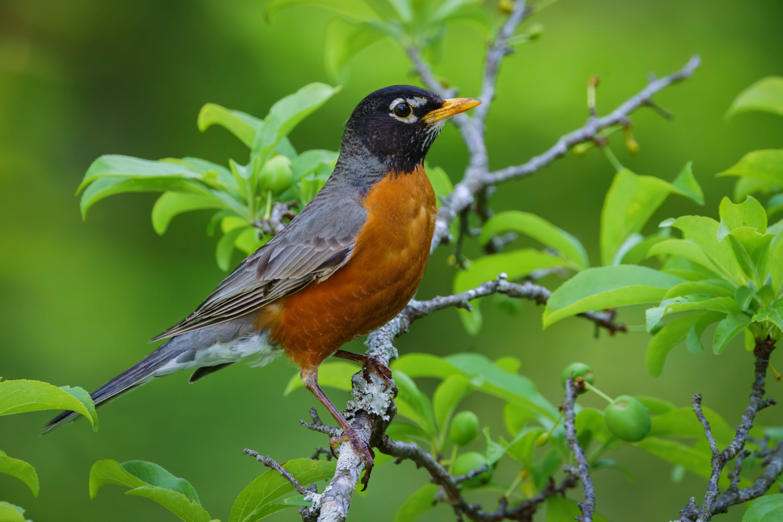knoxville bird conservation bird divert